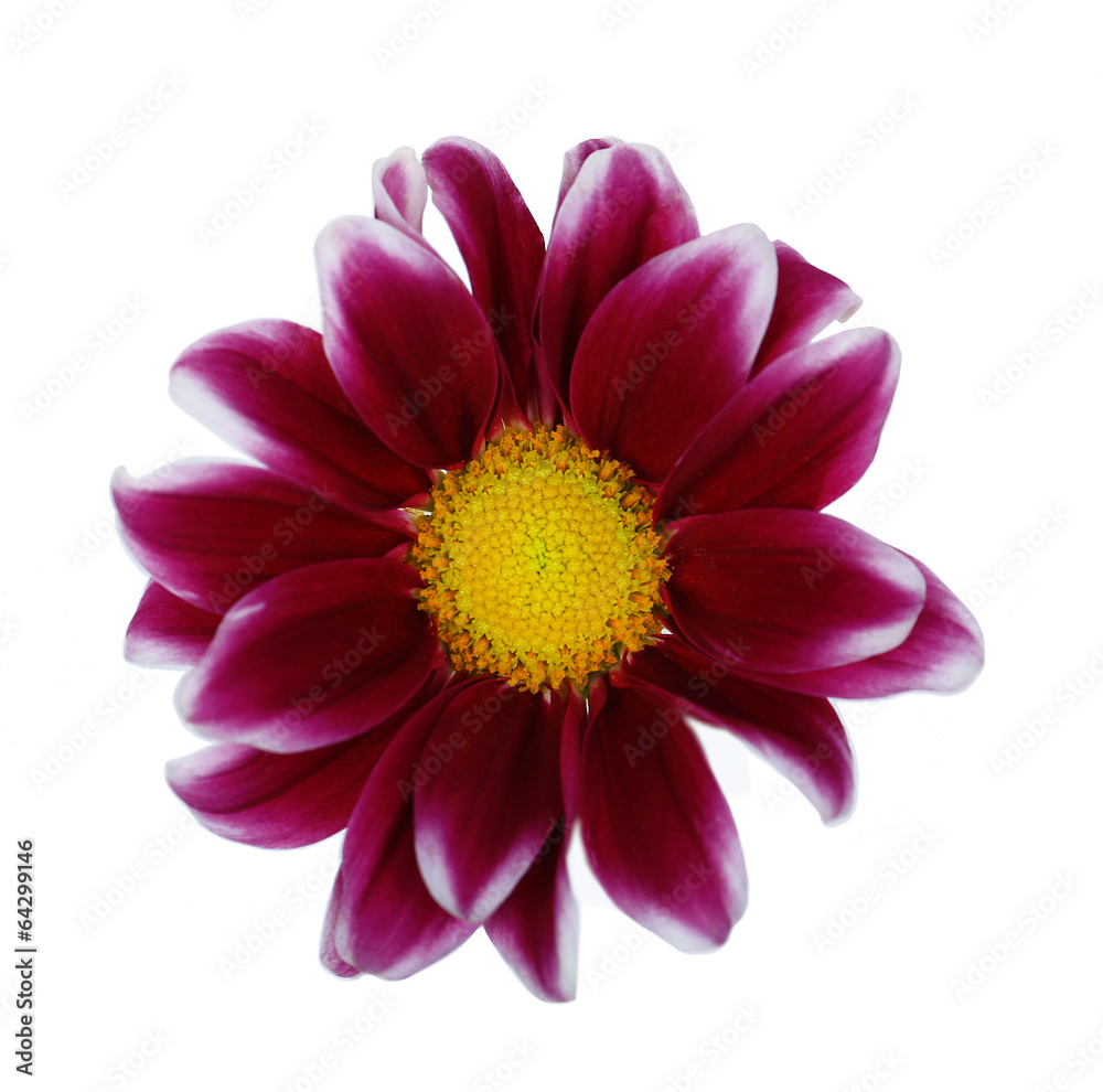 Beautiful chrysanthemum flower isolated on white Beautiful chrysanthemum flower isolated on white