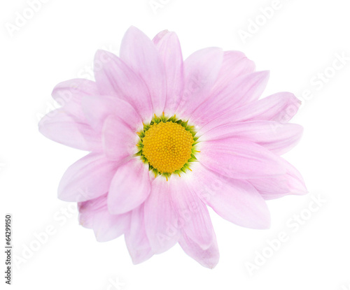 Beautiful chrysanthemum flower isolated on white