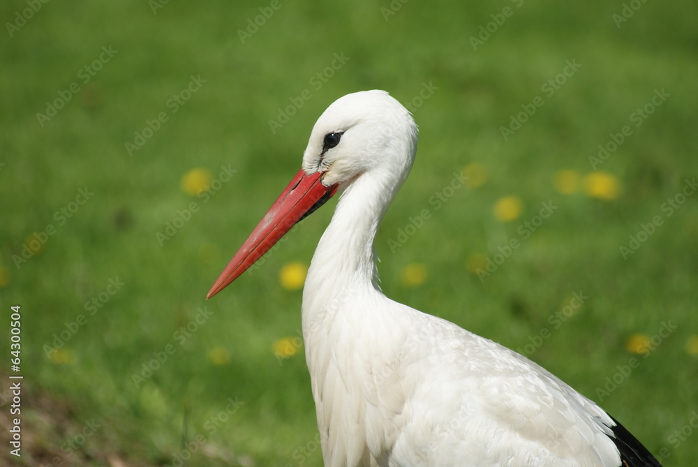 Storch auf grüner Wiese Storch auf grüner Wiese