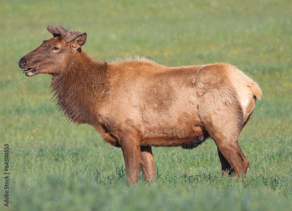 Elk Elk