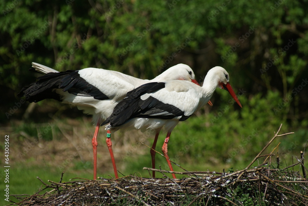 Obraz premium Störche im Nest