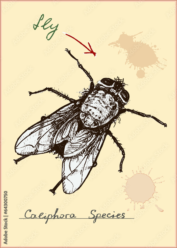 Fliege
