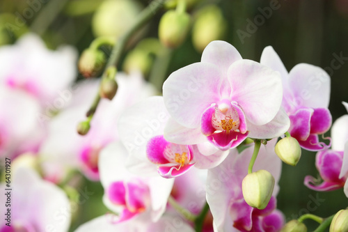 Fototapeta Naklejka Na Ścianę i Meble -  Orchids