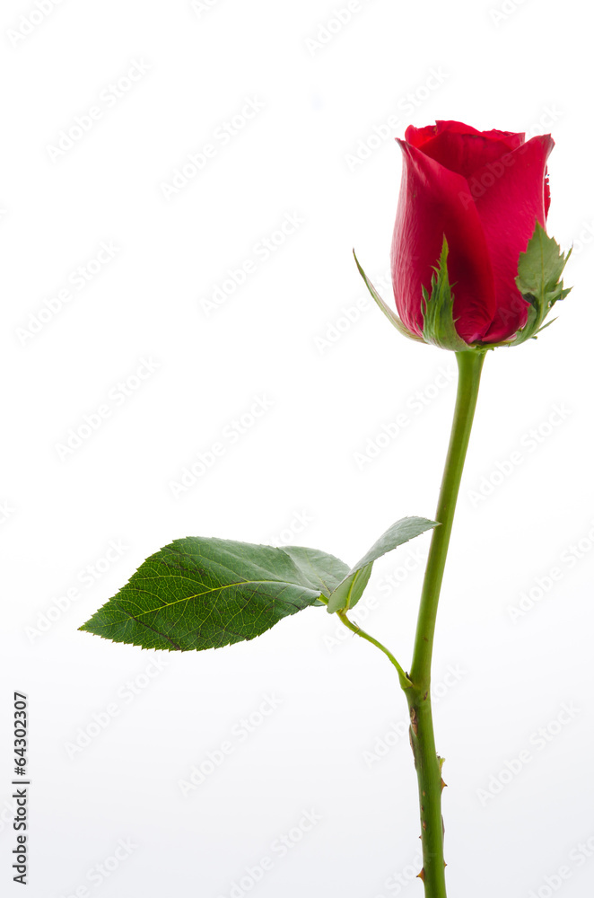 Red rose Red rose