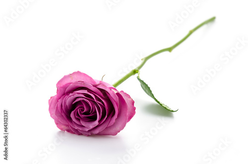 Pink rose isolated on white