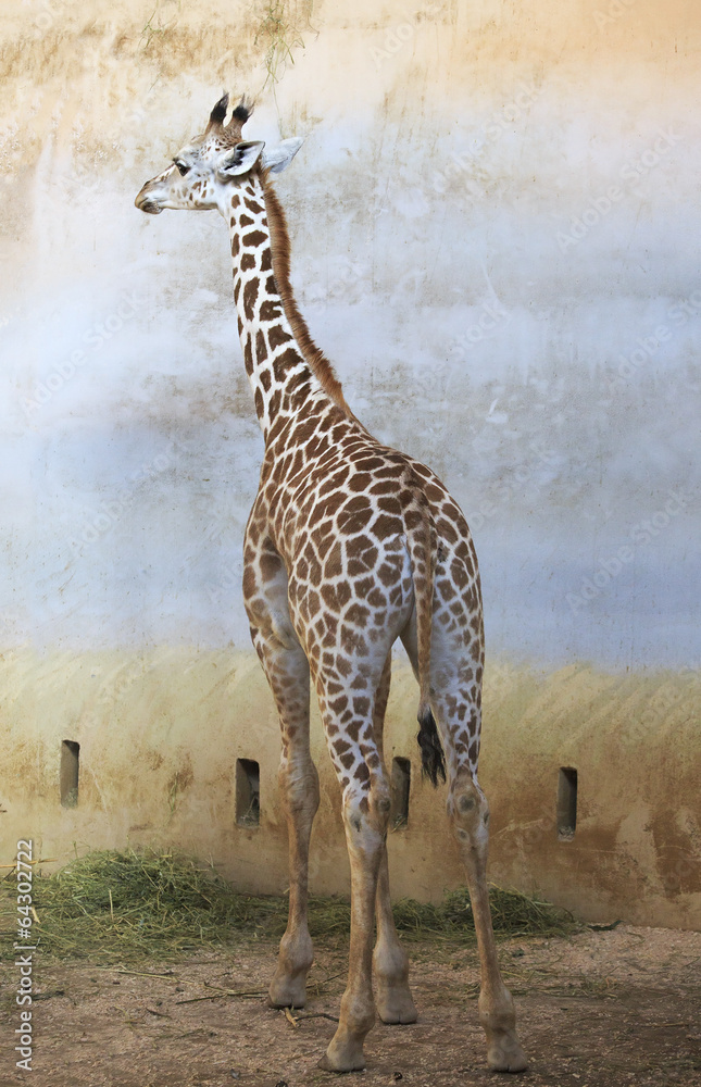 Obraz premium Handsome young giraffe.