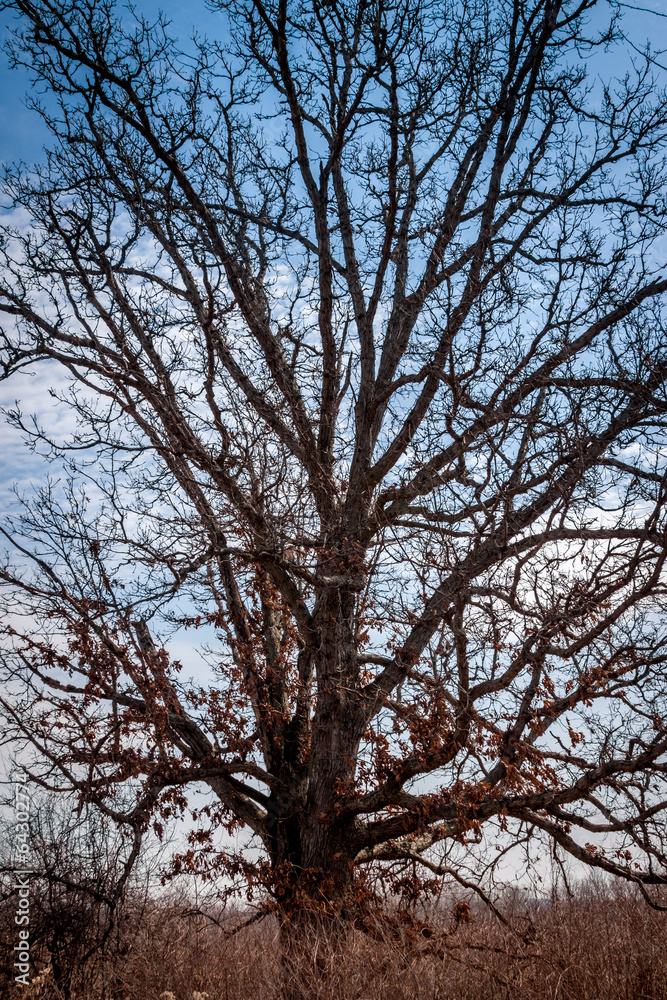 Bare Oak Bare Oak