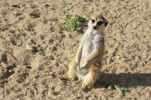 Curious meerkats. © Julia Mashkova