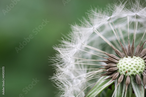 beautiful dandelion closeup