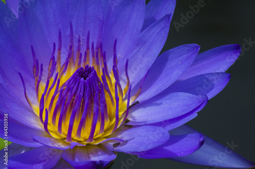 Close up of voilet waterlily flower. Selective focus