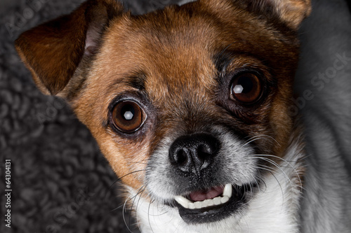 closeup portrait crossbreed dog pekingese pinscher © seregraff