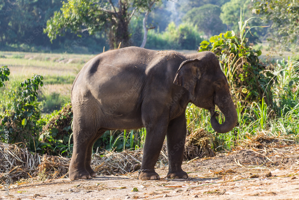 Obraz premium Thai Elephant