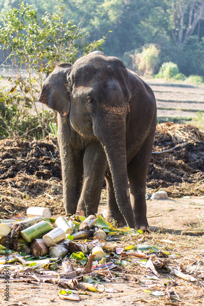 Fototapeta premium Thai Elephant