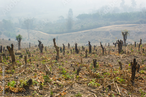 Slash and burn cultivation, rainforest cut and burned to plant c photo