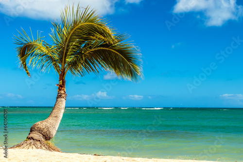 Palm Tree at the Shore