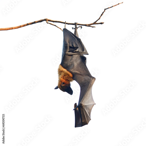 Flying Fox