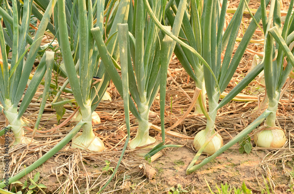 Fototapeta premium onion field