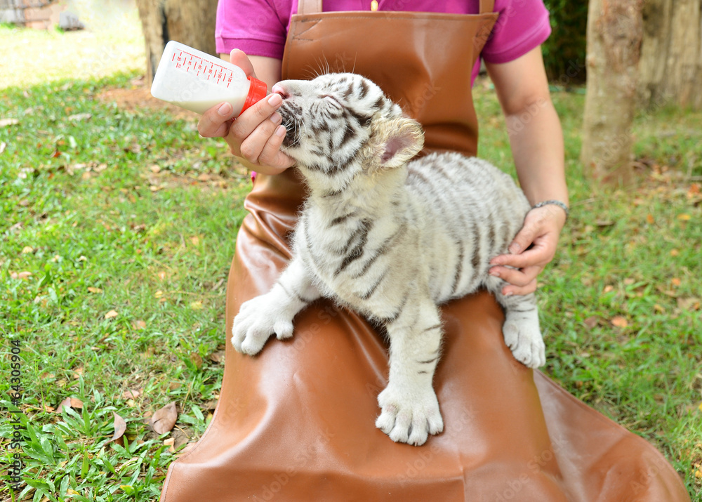 Fototapeta premium zookeeper feeding baby white tiger