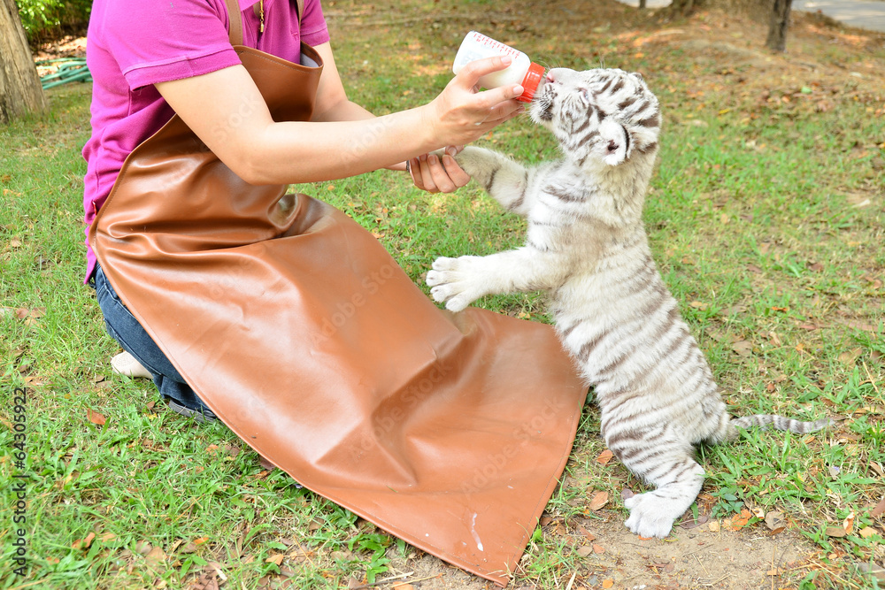 Fototapeta premium zookeeper feeding baby white tiger
