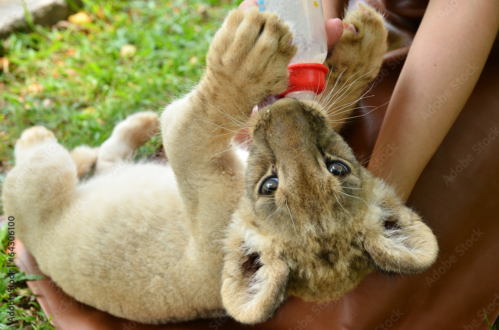 Naklejka premium zookeeper feeding baby lion