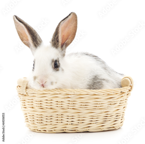 Rabbit in basket