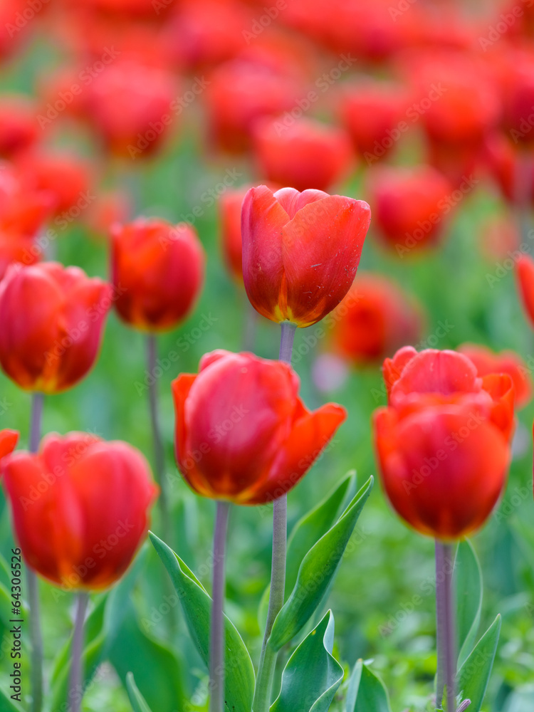 Red Tulips Field In Springtime