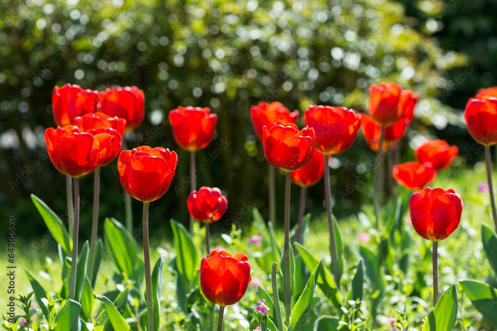 Red Tulips Blossom In Public Park