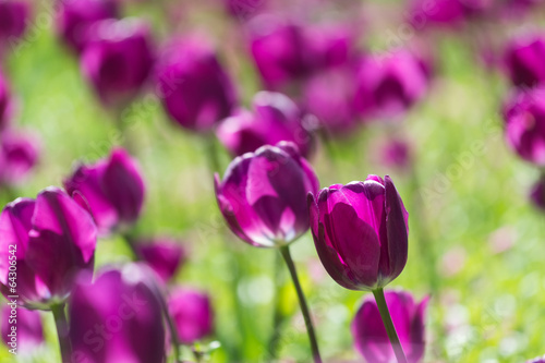Purple Holland Tulips Field Blossom