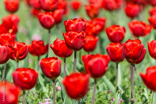 Red Tulips Field In Springtime