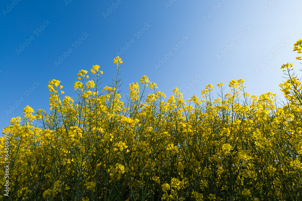 field of oilseed rape field of oilseed rape