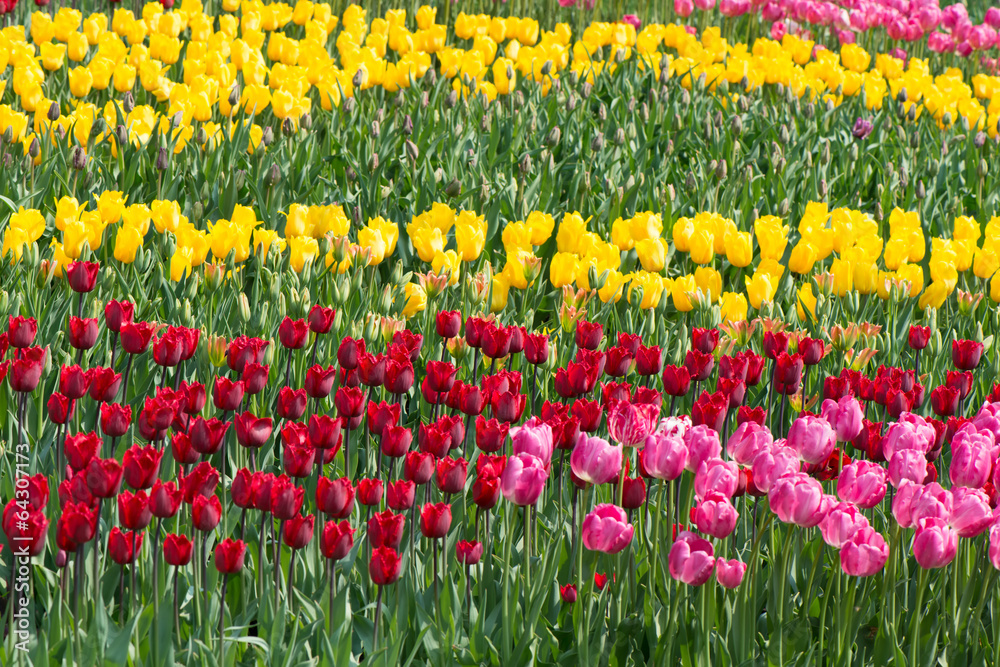 Fototapeta premium Tulips blossoms