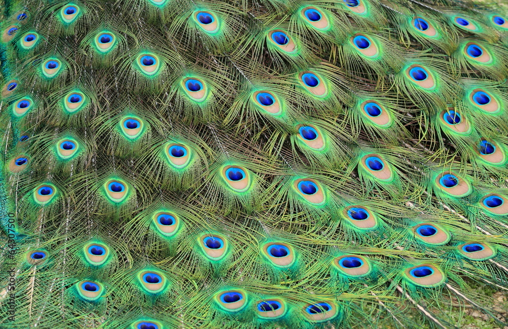 Obraz premium plumage du paon
