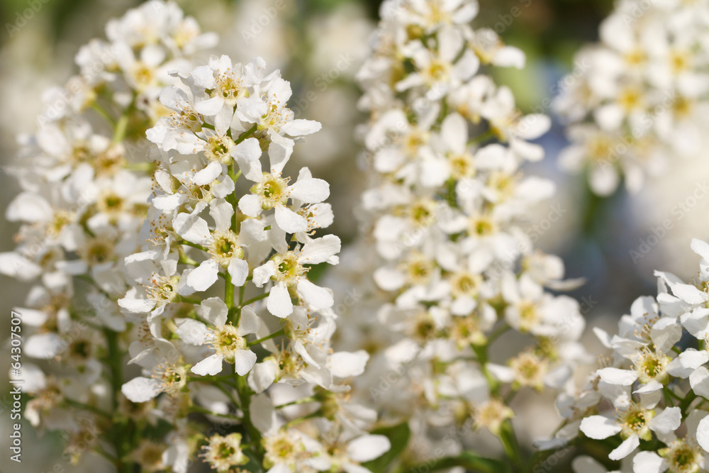 bird cherry tree branches with fragrant flowers