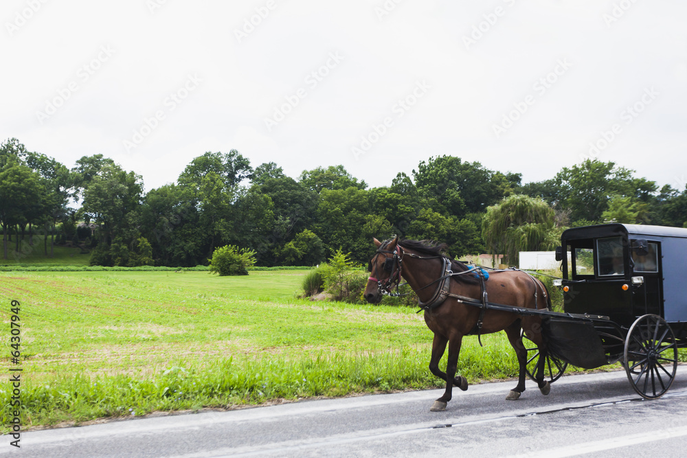 horse and carriage in Amish Country