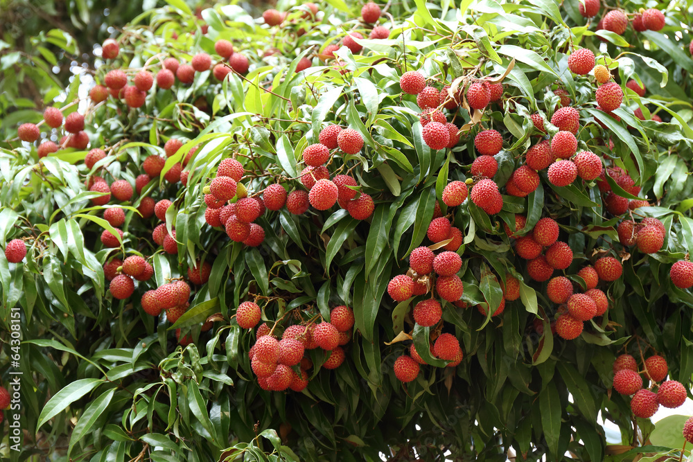 lychees hanging on the tree
