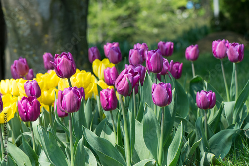 Tulips blossoms