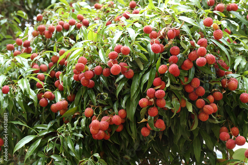 lychees hanging on the tree