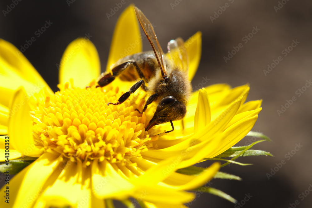 insect bee and yellow flower closeup insect bee and yellow flower closeup