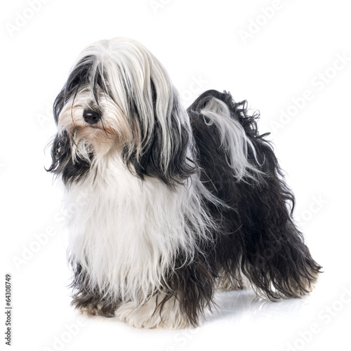 Fototapeta Naklejka Na Ścianę i Meble -  Tibetan terrier