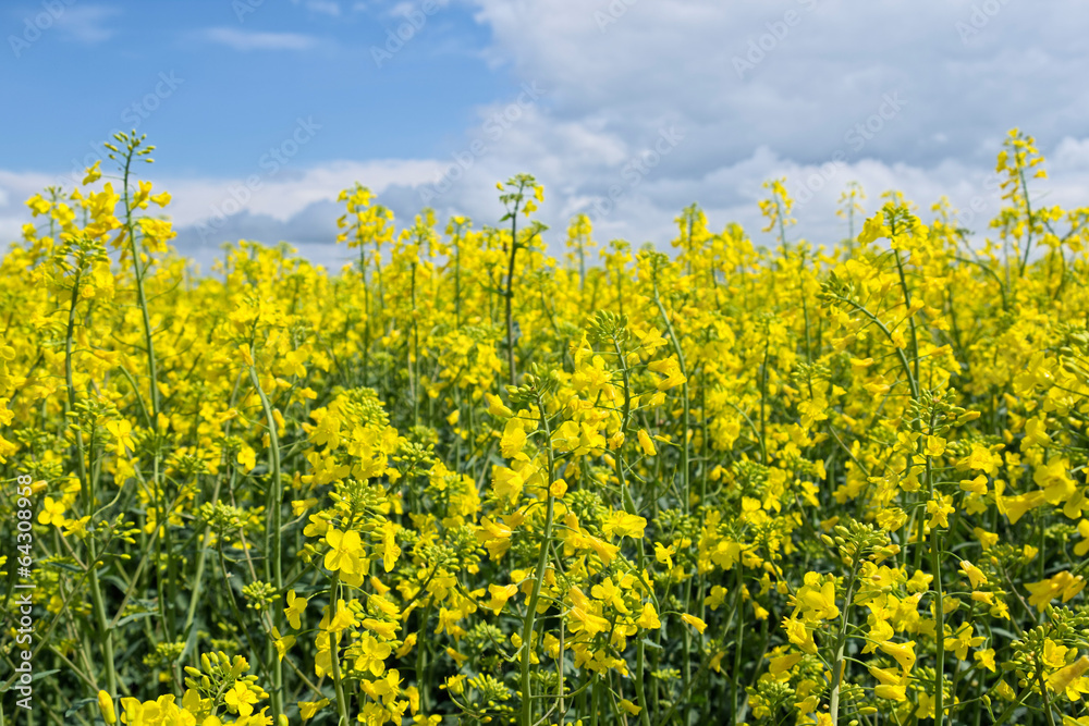 Rape flower Rape flower