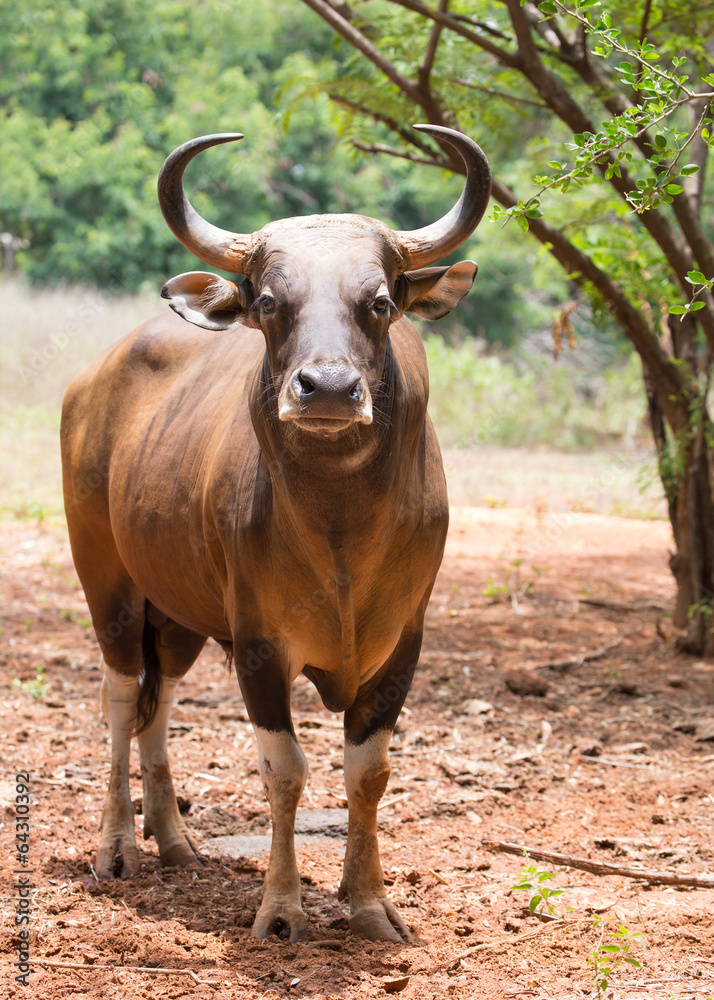 gaur in Korat open zoo Korat,Thailand gaur in Korat open zoo Korat,Thailand