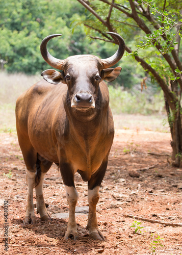 gaur in Korat open zoo Korat,Thailand © WS Films