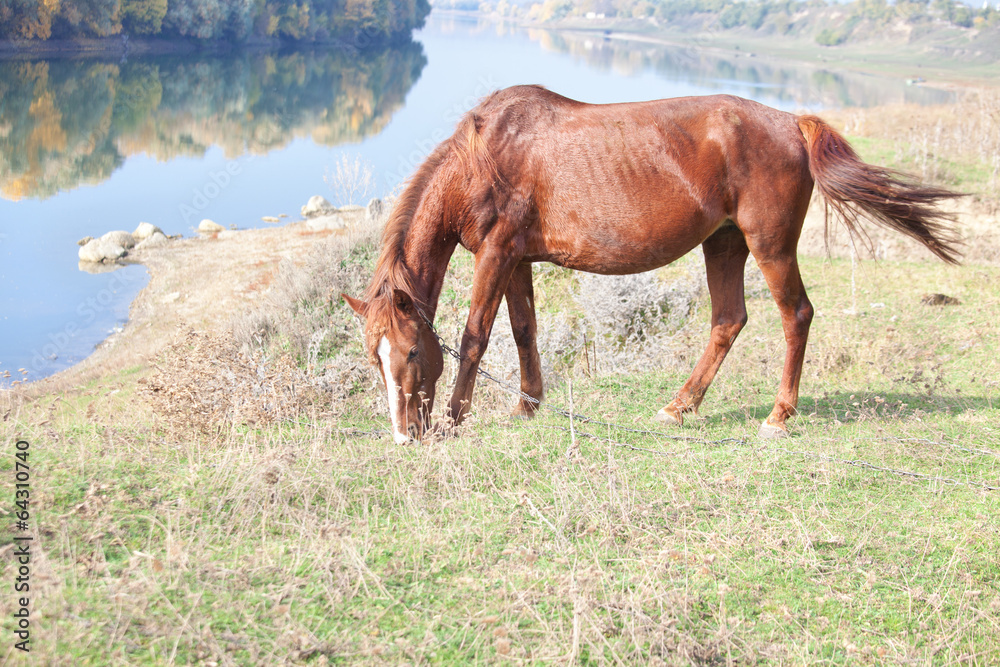 horse eating grass near river