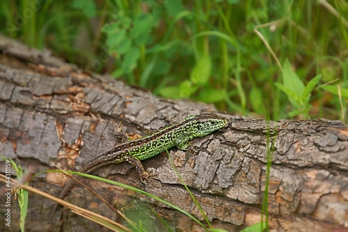 Sand lizard (Lacerta agilis), male in mating colors