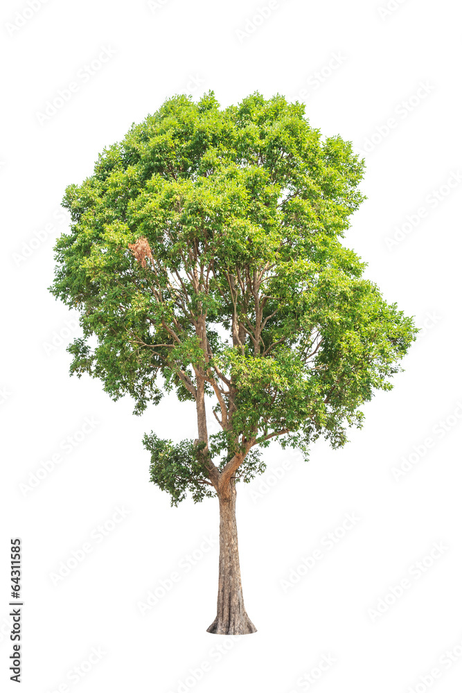 Irvingia malayana also known as Wild Almond tree Irvingia malayana also known as Wild Almond tree