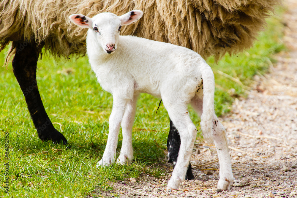 Obraz premium Lammetje
