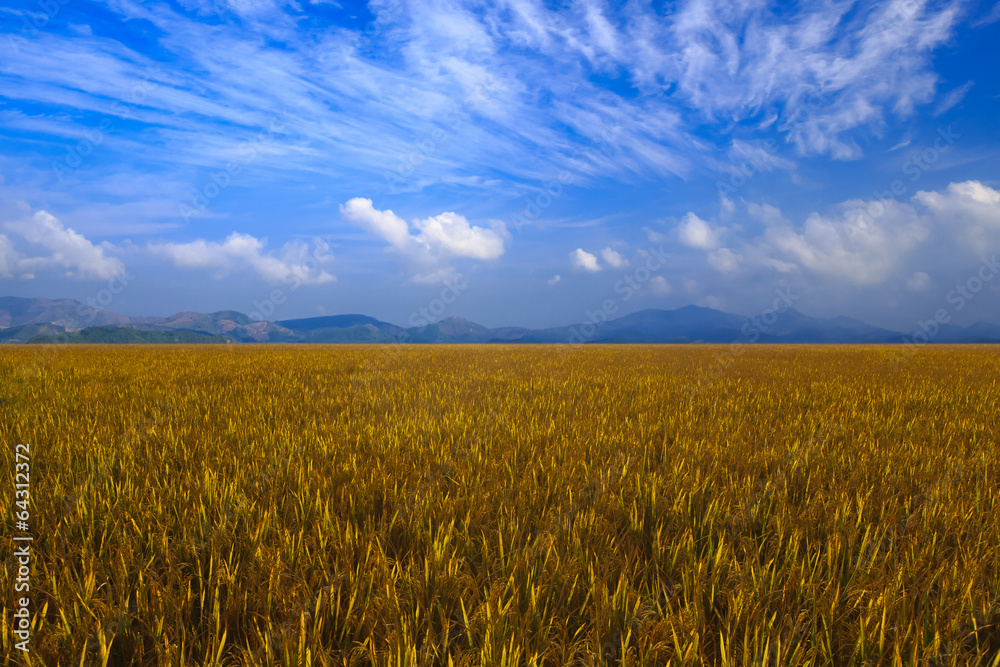 Rice field with mountain background Rice field with mountain background