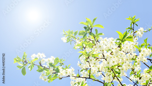 Apple blossoms and blue sky