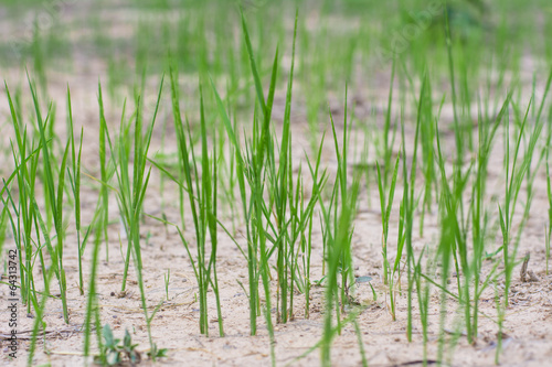 Cogon grass in the wild.