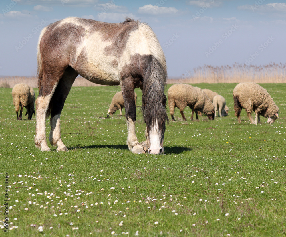 horse and sheep on pasture